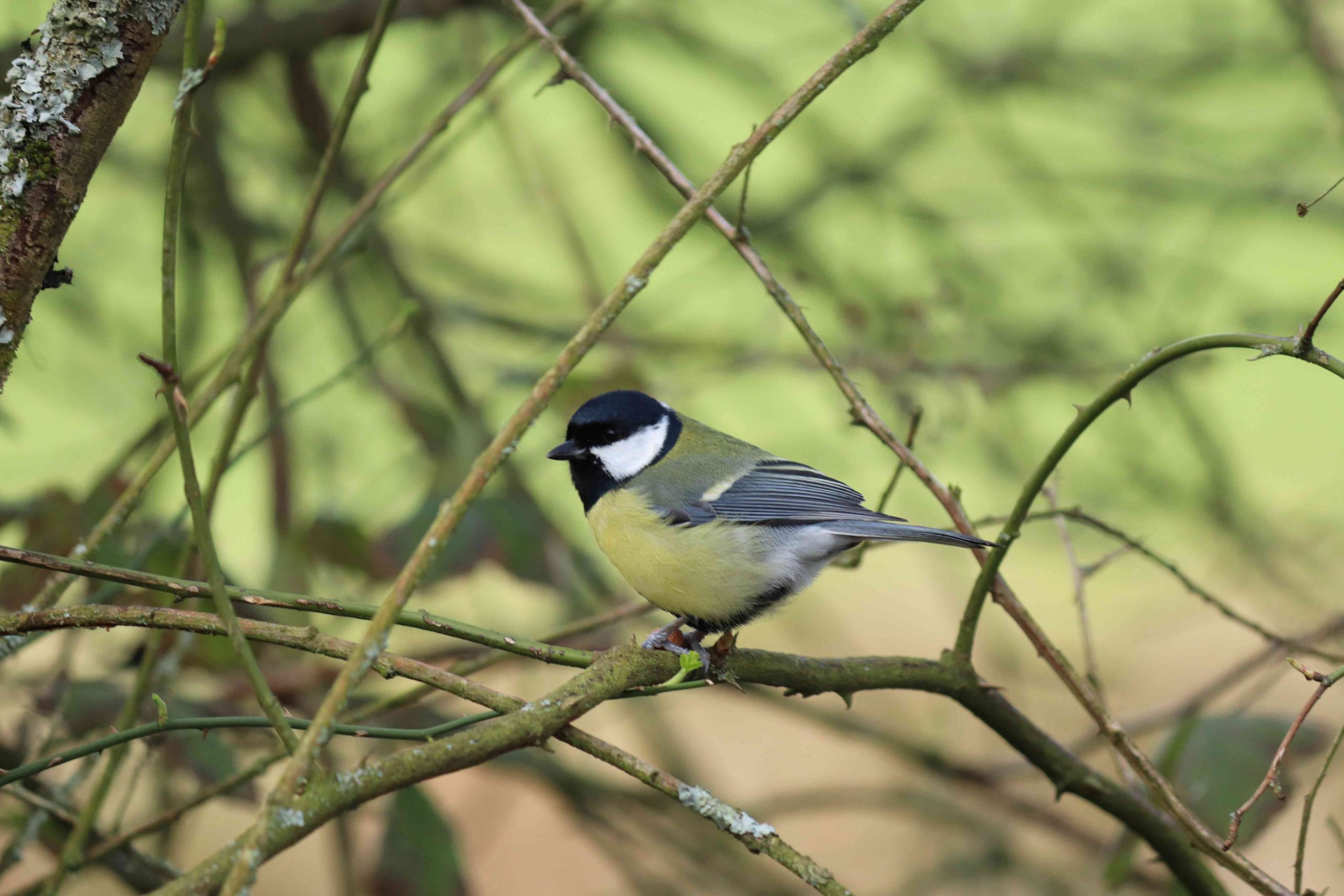 Great tit on a branch