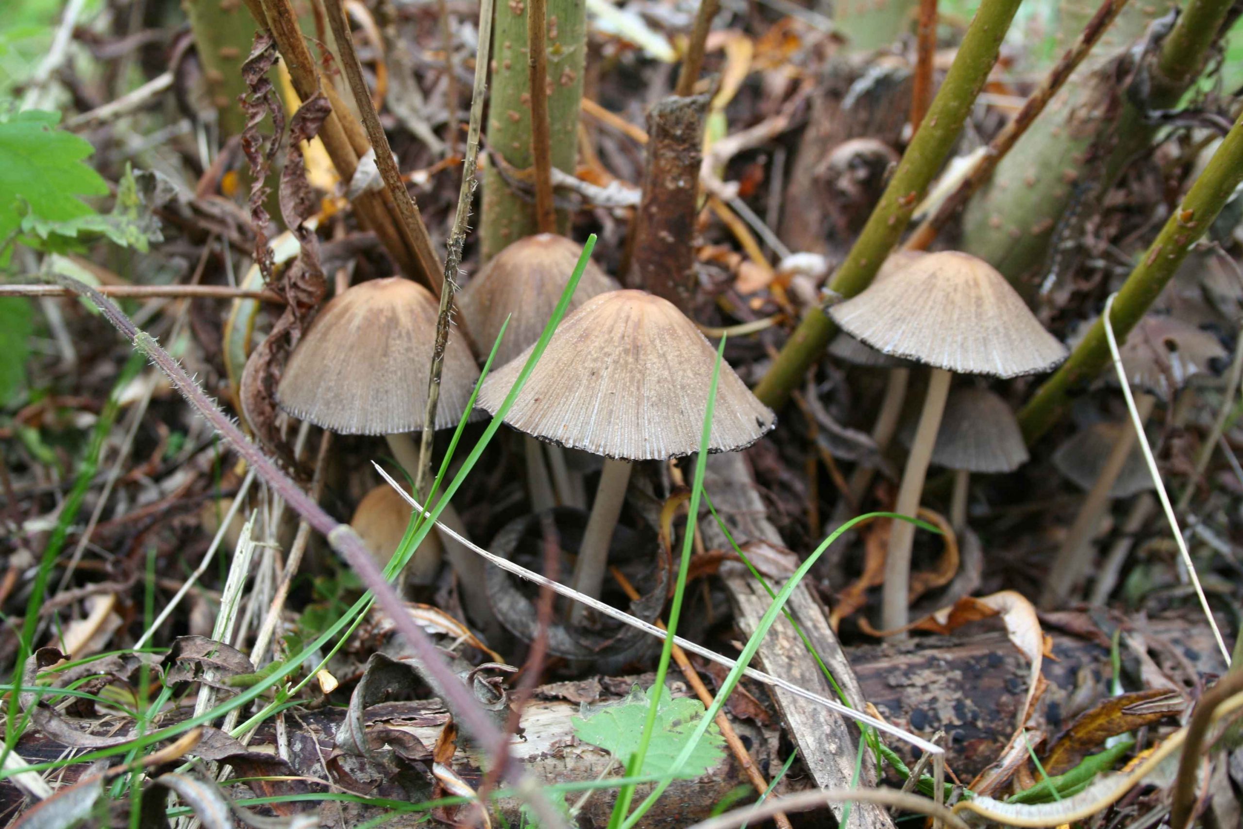 Fungi growing on willow coppice