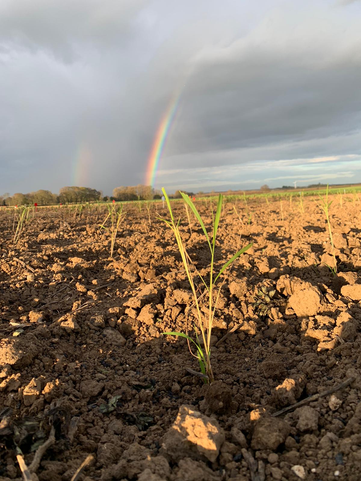 Miscanthus at the end of a rainbow