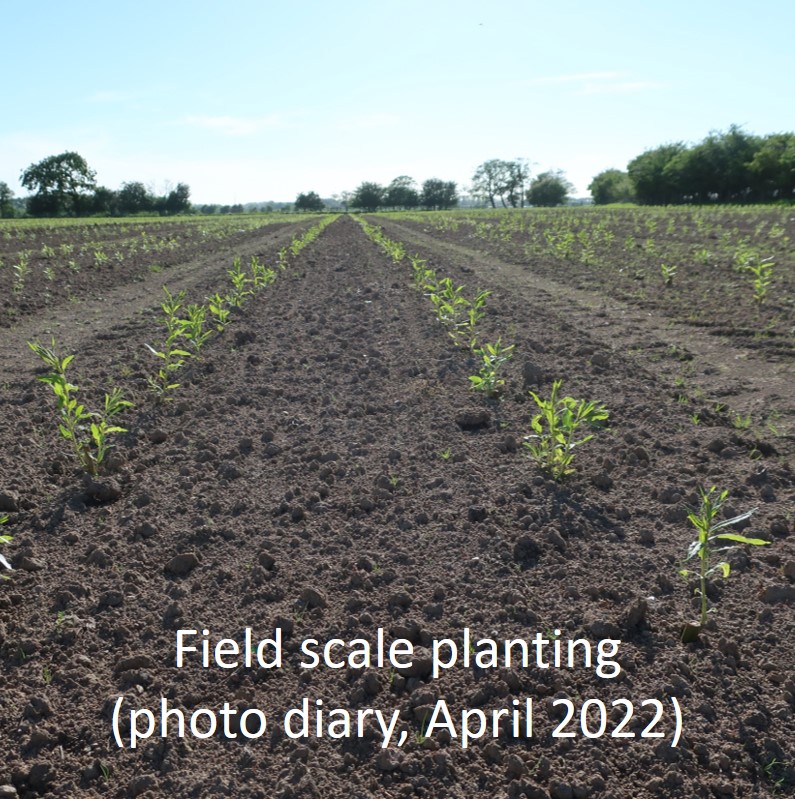 Link to photo diary of planting field scale willow and miscanthus