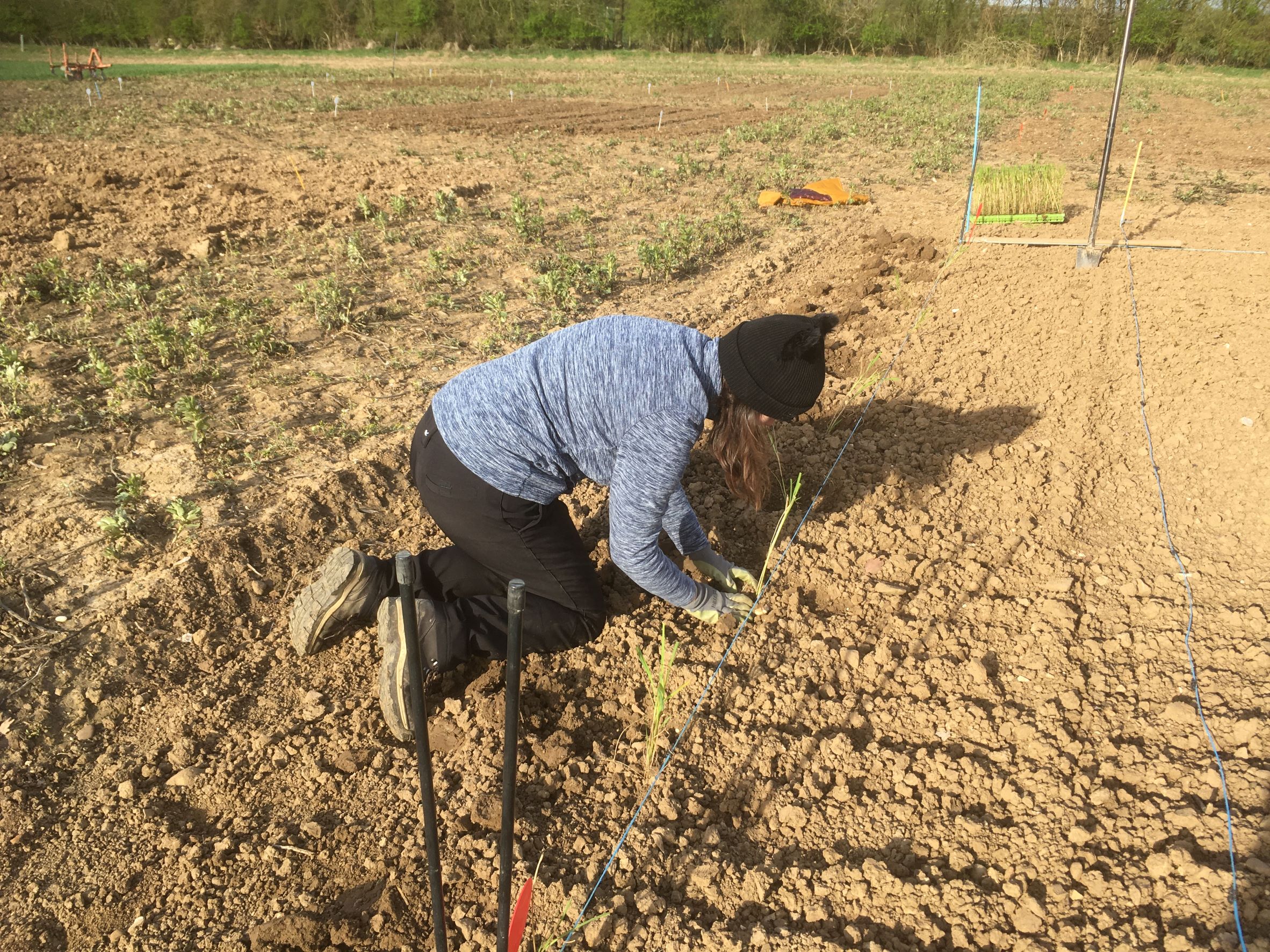 Treading in the Miscanthus plugs