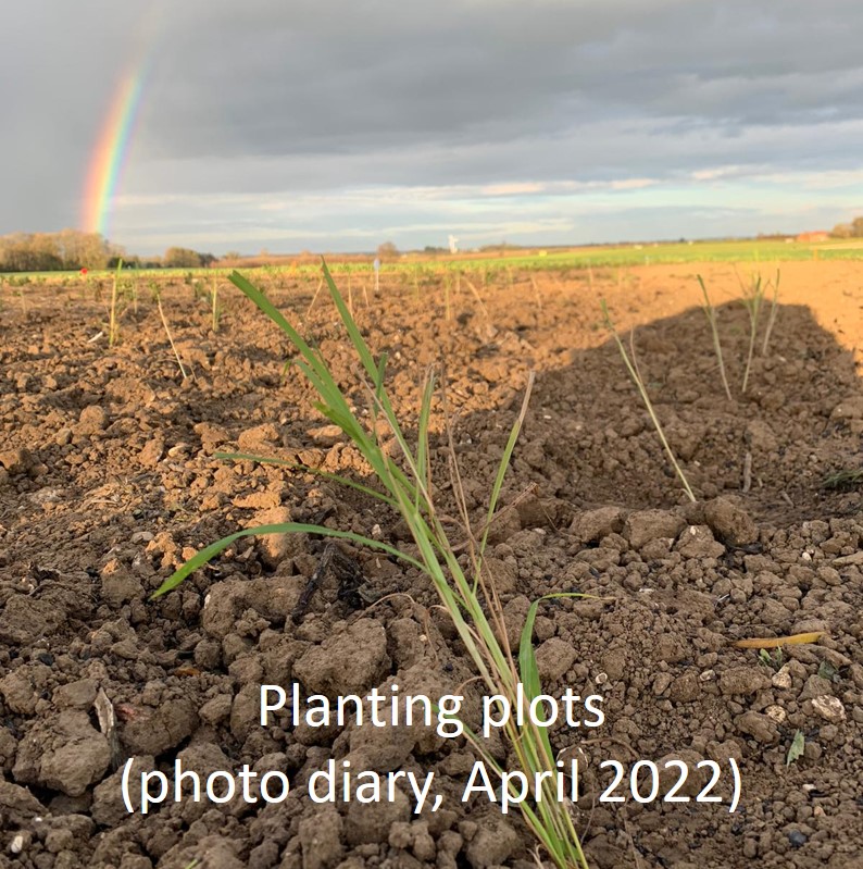 Link to photo diary of planting plot trials